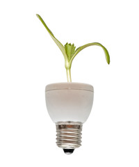 Seedling growing from base of fluorescent lamp
