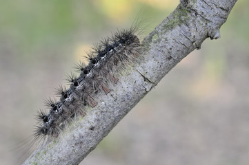 Raupe