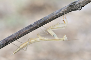 Mantis Religiosa