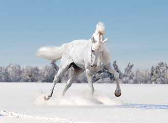 white horse in winter