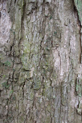 Baumrinde