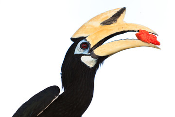 Obraz premium Palawan hornbill bird in close up