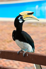 Palawan hornbill bird in close up