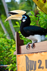 Palawan hornbill bird in close up © pwollinga
