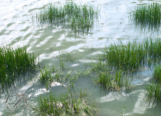 grass in water