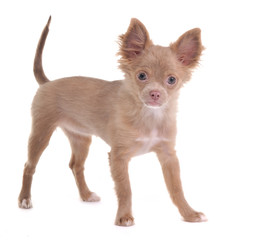 Glamorous chihuahua puppy standing, looking at camera