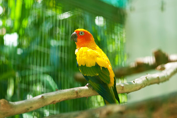 Colourful parrot bird sitting on the perch