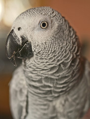Obraz premium african gray parrot