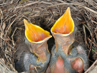 hungry baby blackbirds