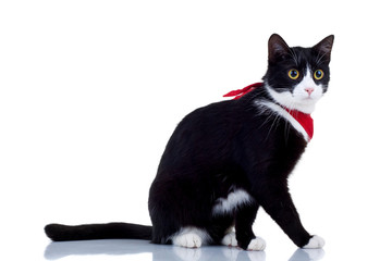 cat with red scarf