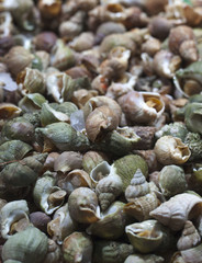 bulots buccins coquillages de vacances