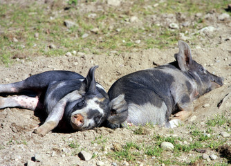 Schwein_114286