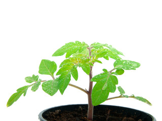 young plant sprout  in peat pot on white background