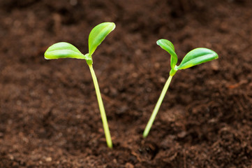 Green seedling illustrating concept of new life
