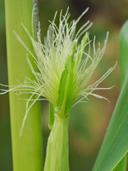 Maize in summer - a young corn