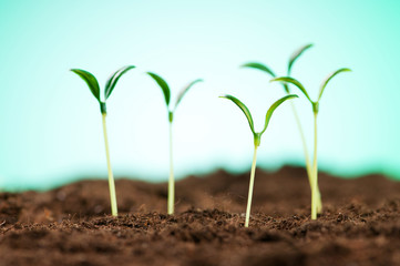 Green seedling illustrating concept of new life