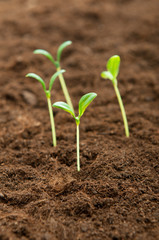 Green seedling illustrating concept of new life