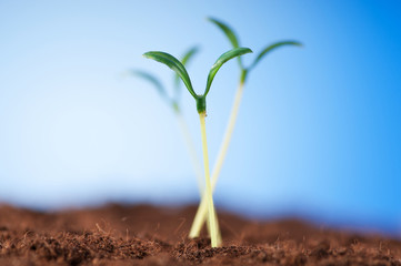 Green seedling illustrating concept of new life