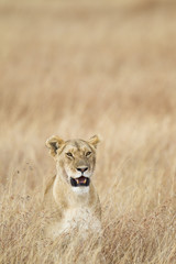 Lioness