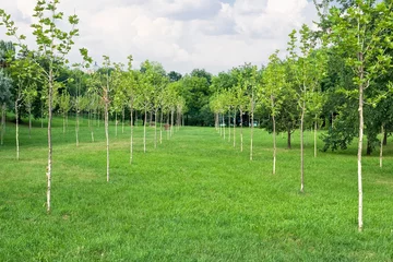 Crédence de cuisine en verre imprimé Été rows of sapling trees in the orchard