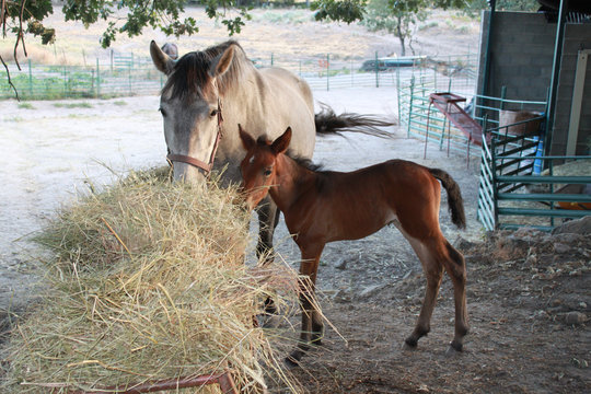 Yegua y cria
