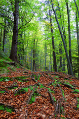 Obraz premium Trees and rocks in wood