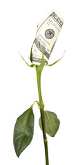 Obraz premium Flower of the American dollar