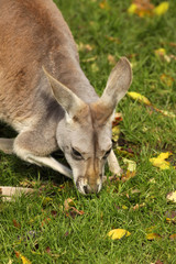 Naklejka na ściany i meble Kangaroo eating