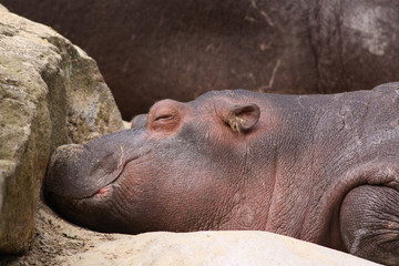 Little hippo sleeping