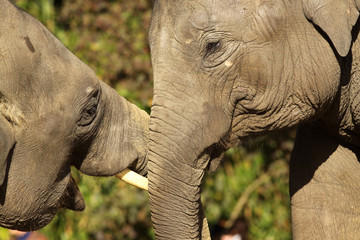 Two elephants hugging