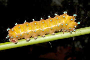 great peacock moth caterpillar / Saturnia pyri
