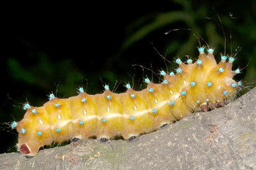 great peacock moth caterpillar / Saturnia pyri