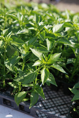 pepper seedlings