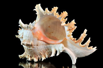 Muschel - Muscheltier - Meermuschel | Spiegelung