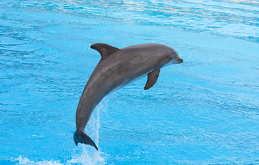 Bottlenose dolphin