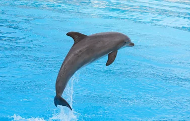 Photo sur Plexiglas Dauphin Grand dauphin