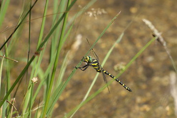 Cordulégastre annelé (Cordulegaster boltonii)