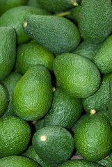 Aguacate. Axarquia, Malaga. Andalucia.