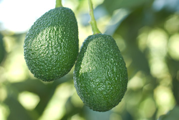 Aguacate. Axarquia, Malaga. Andalucia.