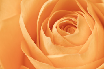 orange rose macro