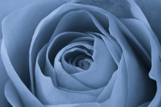 Fototapeta blue rose macro