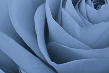 Obraz premium blue rose macro