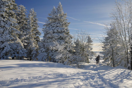 Verschneite Tannen Auf Dem Kniebis Im Schwarzwald