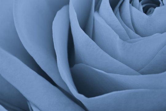 Fototapeta blue rose macro