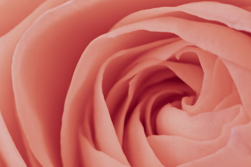 Obraz premium pink rose macro