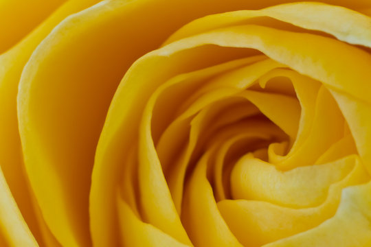 yellow rose macro