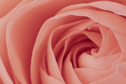 Fototapeta pink rose macro