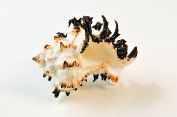 Schnecke - Muschel aus dem Meer