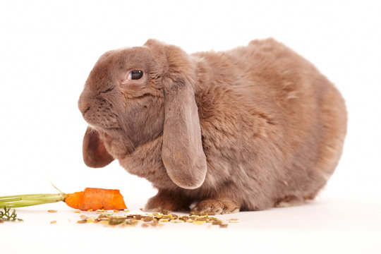 Osterhase mit M&ouml;hre