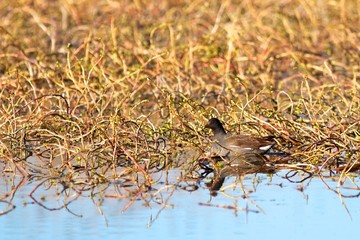 Common Moorhen